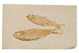 Two Detailed Fossil Fish (Knightia) - Wyoming #204498-1